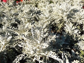 Ein Blumenbeet in Park mit vielen Stauden des Silberblatt cineraria.
