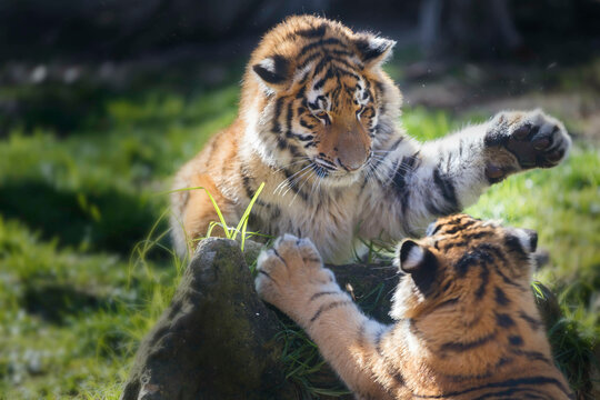 Tigre