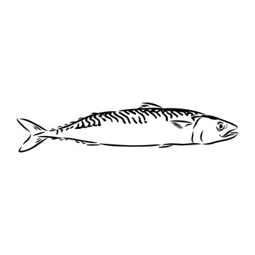black and white mackerel sketch clip art preview