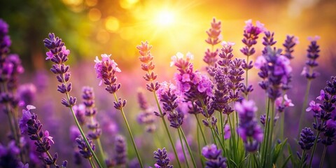 Obraz premium Vintage Closeup of Lavender in a Garden Setting – Nature's Beauty Captured in Soft Focus