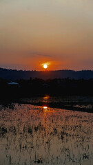 sunset over the paddy field