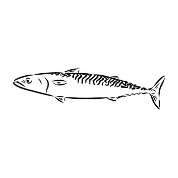 black and white mackerel fish drawing clip art preview
