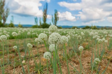 Green fields with sky and clouds. Aerial view agriculture.