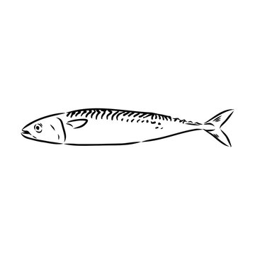 Mackerel clip art preview