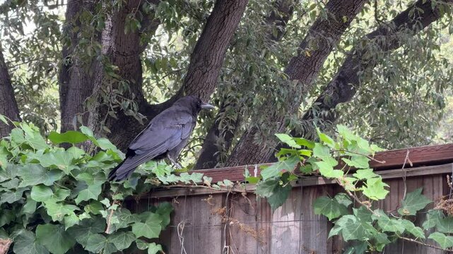 A crow listens to a junco mating song