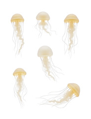 Six jellyfish in different positions on a white background- one floating, one swimming, one resting, one playing, one pulsating, one lying still.