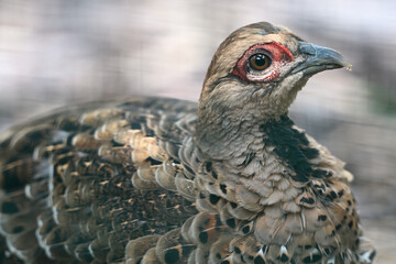 pheasant female portrait