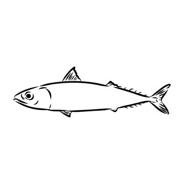 black and white fish sketch clip art preview
