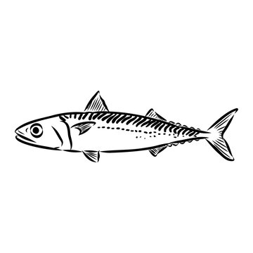 black and white mackerel fish drawing clip art preview