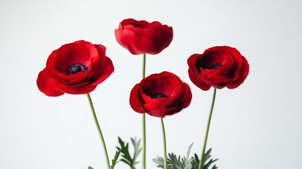 Obraz premium Bright red anemone flowers in a vase with green foliage against a light background