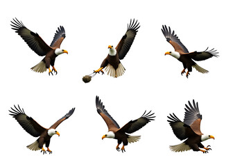 Fototapeta premium x eagles in various positions on a white background- one flying, one perched, one with wings spread, one catching prey, one playing, one resting.