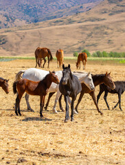 A herd of horses graze in the meadow in summer, eat grass, walk and frolic. Pregnant horses and foals, livestock breeding concept.