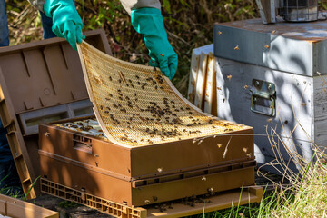 Apiculture - Gros plan sur une grille à reine d'une ruche pendant la visite sanitaire d'un rucher