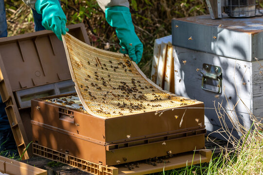 Apiculture - Gros plan sur une grille &agrave; reine d'une ruche pendant la visite sanitaire d'un rucher