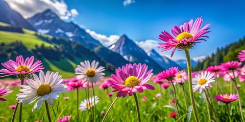 Obraz premium Wild Pink Chamomile Flowers in Green Meadow with Mountain View - Summer Floral Landscape