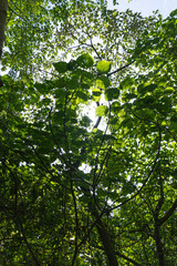greens , sun ,forest