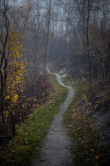 A dirt path running through a moody colored autumn forest partially hidden by fog
