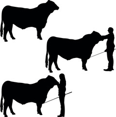 Simbrah Cow Show Vector, Livestock Judging Vector, Farm Girl Boy Vector, 4-H, FFA Show - Vector Art 