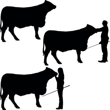 Santa Gertrudis Cow Show Vector, Livestock Judging Vector, Farm Girl Boy Vector, 4-H, FFA Show - Vector Art 