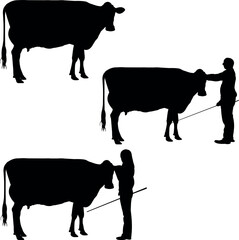 Holstein cow Cow Show Vector, Livestock Judging Vector, Farm Girl Boy Vector, 4-H, FFA Show - Vector Art 