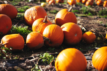 Fototapeta premium Lots of Orange Pumpkins for Halloween from a Pumpkin Field Patch Ready to Carve Fresh Orange Fall Holiday Pumpkin Fruit Collection