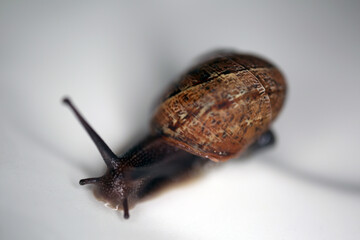 Young Helix aspersa - garden snail