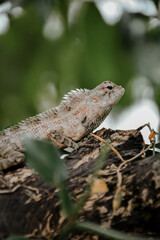 Obraz premium lizard on a rock