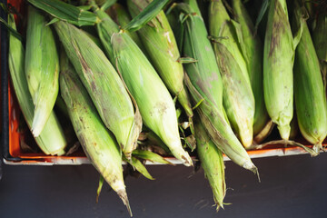 Green Corn Husks - Sweetcorn Husk