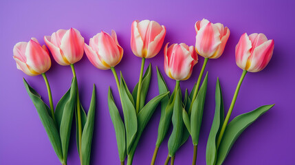 Obraz premium Pink tulips on a purple background, flat lay, concept design for Women's Day and Mother's Day, pink flowers, minimalistic, top view, pastel colors, high-resolution photography, incredibly detailed