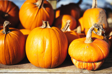 Lots of Orange Pumpkins for Halloween from a Pumpkin Field Patch Ready to Carve Fresh Orange Fall Holiday Pumpkin Fruit Collection