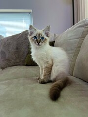 Ragdoll kitten © Marody