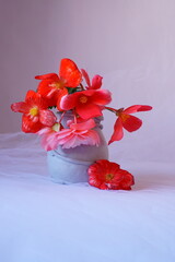 The splendor and vibrant colors of begonia flowers