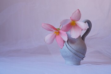 The splendor and vibrant colors of begonia flowers