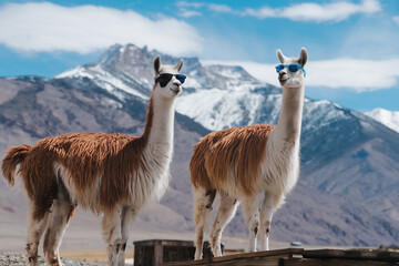 A photo of two llamas wearing sunglasses. The llamas are standing in a rocky terrain. The background reveals the snow-covered Peruvian Andes mountains.