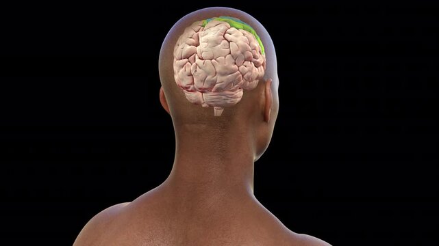 Human brain with highlighted precentral and postcentral gyri, 3D animation. The sites of primary motor (precentral gyrus) and somatosensory (postcentral gyrus) cortex.