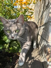 cat in the garden