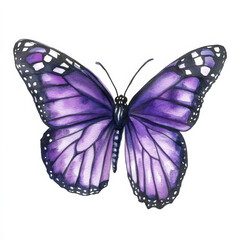 Obraz premium A beautiful monarch butterfly in watercolor with deep purple and black wings, adding a mystical touch for Halloween. The delicate hand-painted design is isolated on a white background, ideal for
