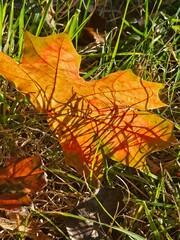 autumn leaves on the grass