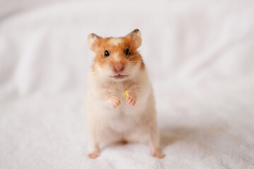 Cute domestic hamster eats, close-up. Banner layout for veterinary clinics, pet stores, hamster nutrition, copy space