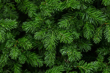Christmas fir tree branches Background. Christmas pine tree wallpaper. Copy space. Generative AI