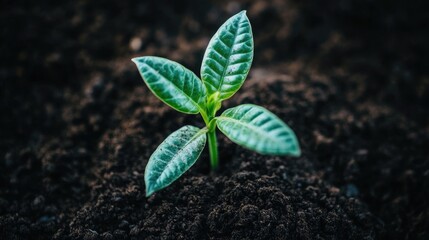 Naklejka premium Fresh Plant Growing in Nutrient-Rich Soil