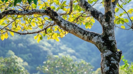 Lush Greenery Under Sunlit Trees in Nature