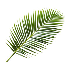 Obraz premium green palm leaf on white background