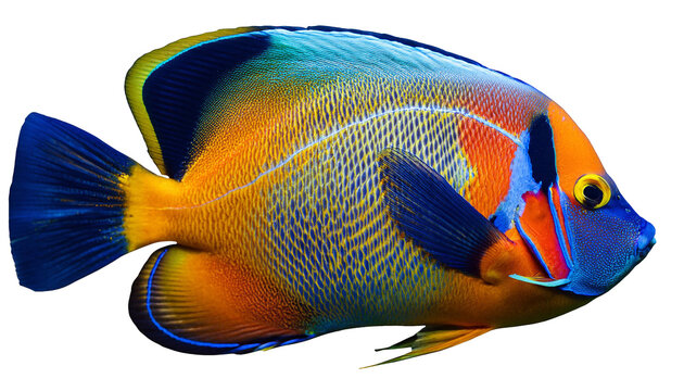 recommend clip art: Tropical Fish Clipart: Colorful Aquatic Life on Transparent Background