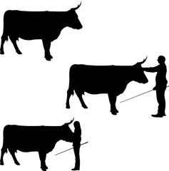 American Devon Cow Show,Livestock Judging Vector, Farm Girl Boy Vector, 4-H, FFA Show 