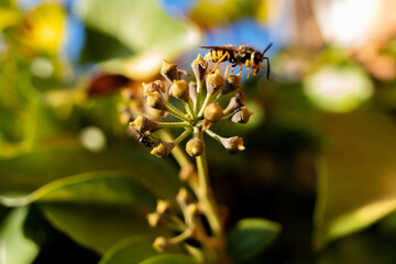 Fototapeta premium Vibrante Naturaleza: Abeja Recolectando Néctar
