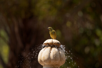 One bird on a water fountain, palm tanager (Thraupis palmarum)