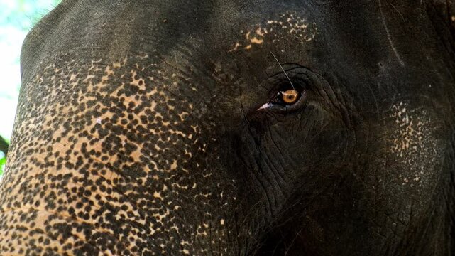 Close-up of an elephant's eye, highlighting its wisdom and majesty. This image conveys a unique connection to nature and is ideal for projects focused on wildlife and animal conservation.