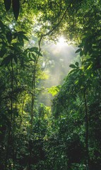 Naklejka premium Sunlight beams through dense green rainforest canopy.