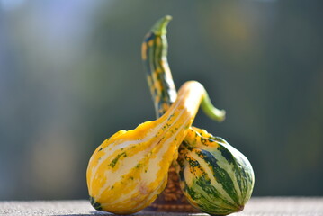 pumpkins on a green background